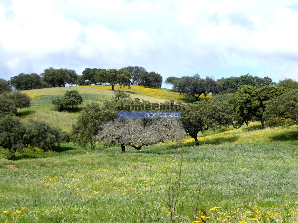 Herdade