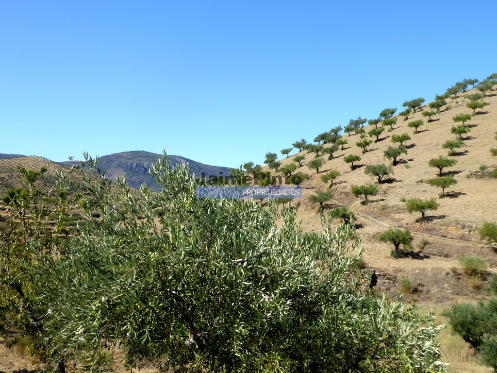 Quinta