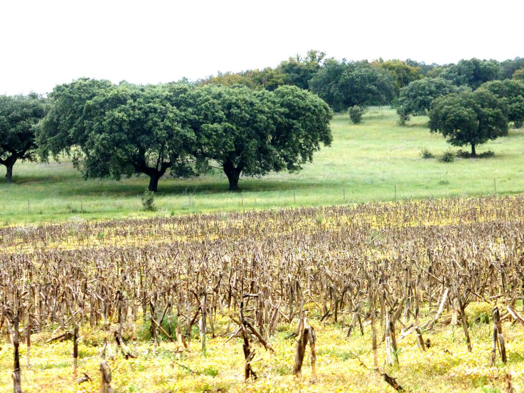 Herdade