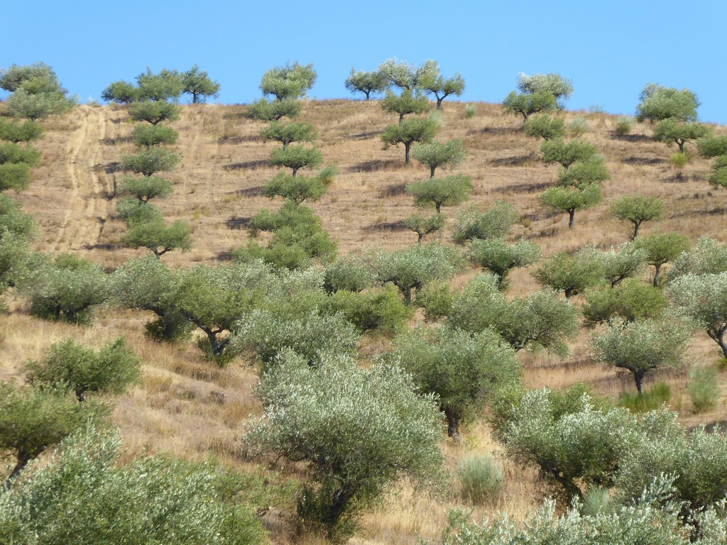 Terreno agricola