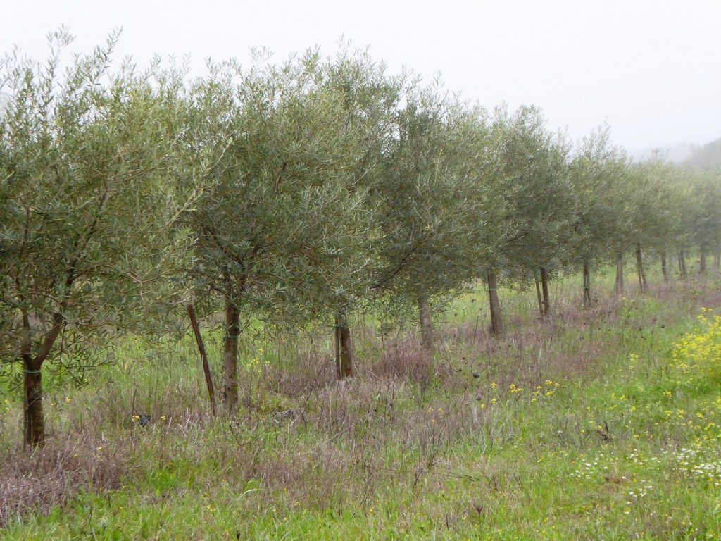 Terreno agricola