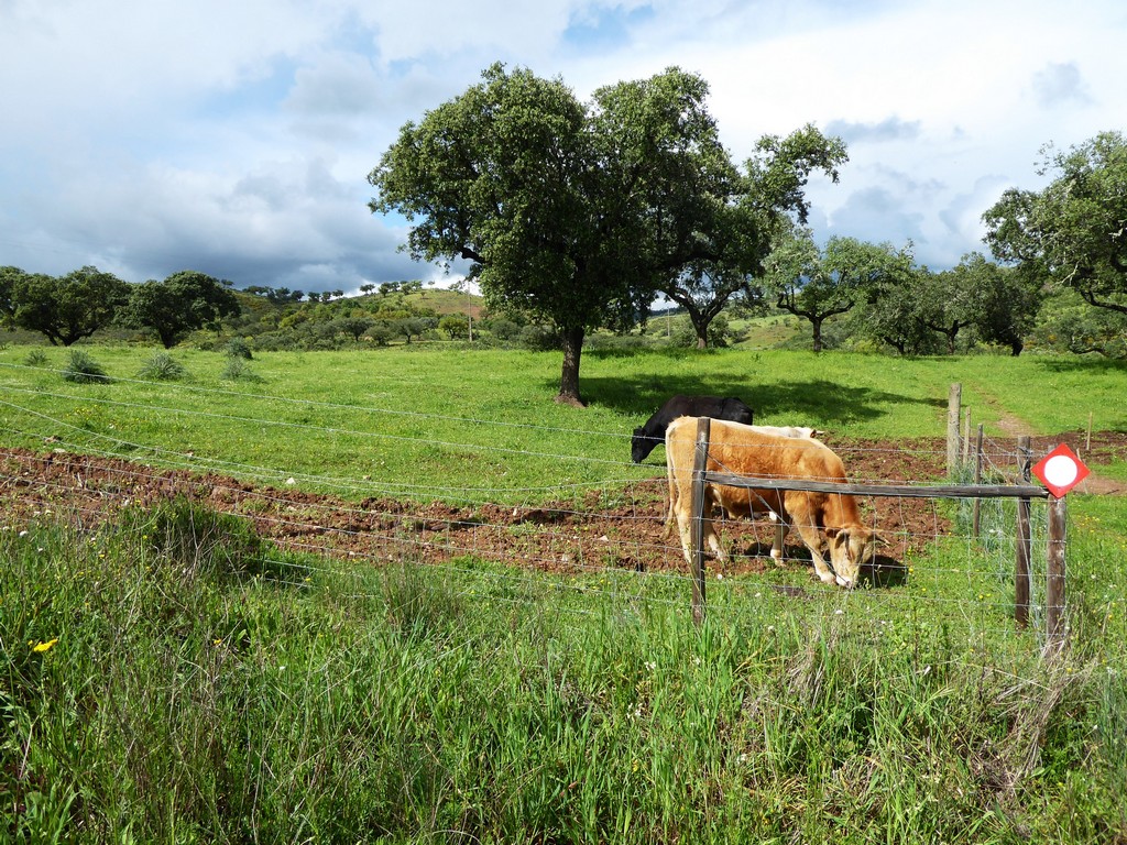 Herdade