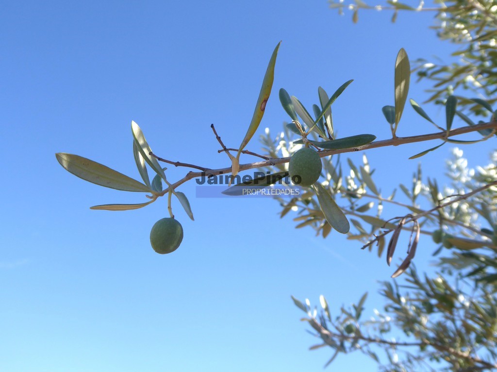 Terreno agricola