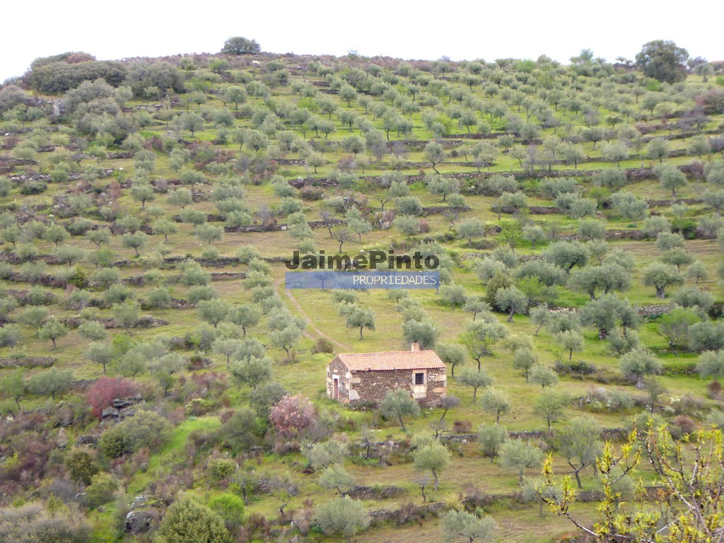 Terreno agricola