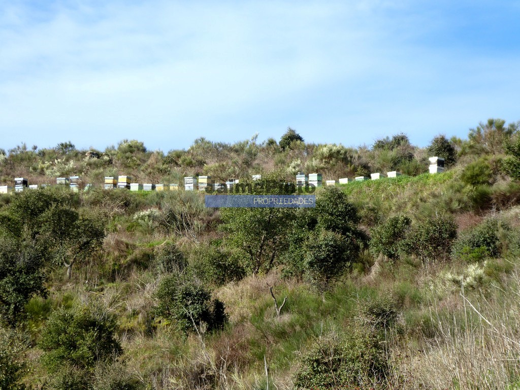 Terreno agricola