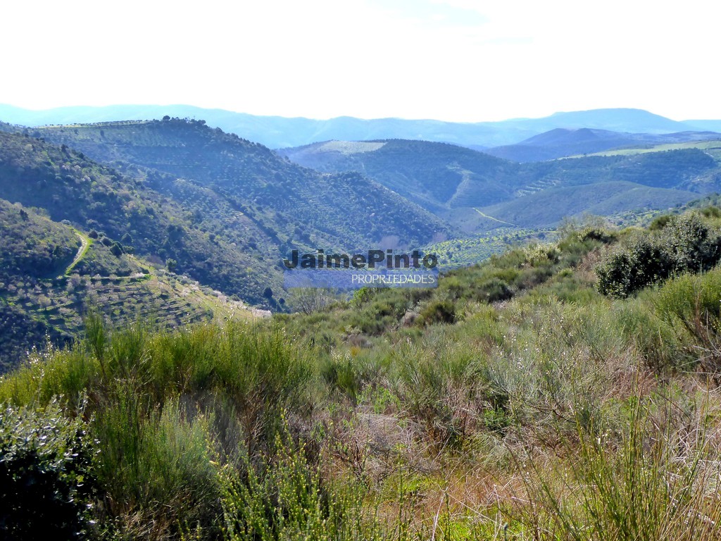 Terreno agricola