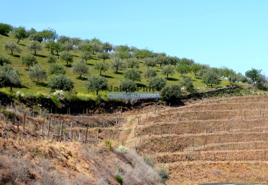 Terreno agricola