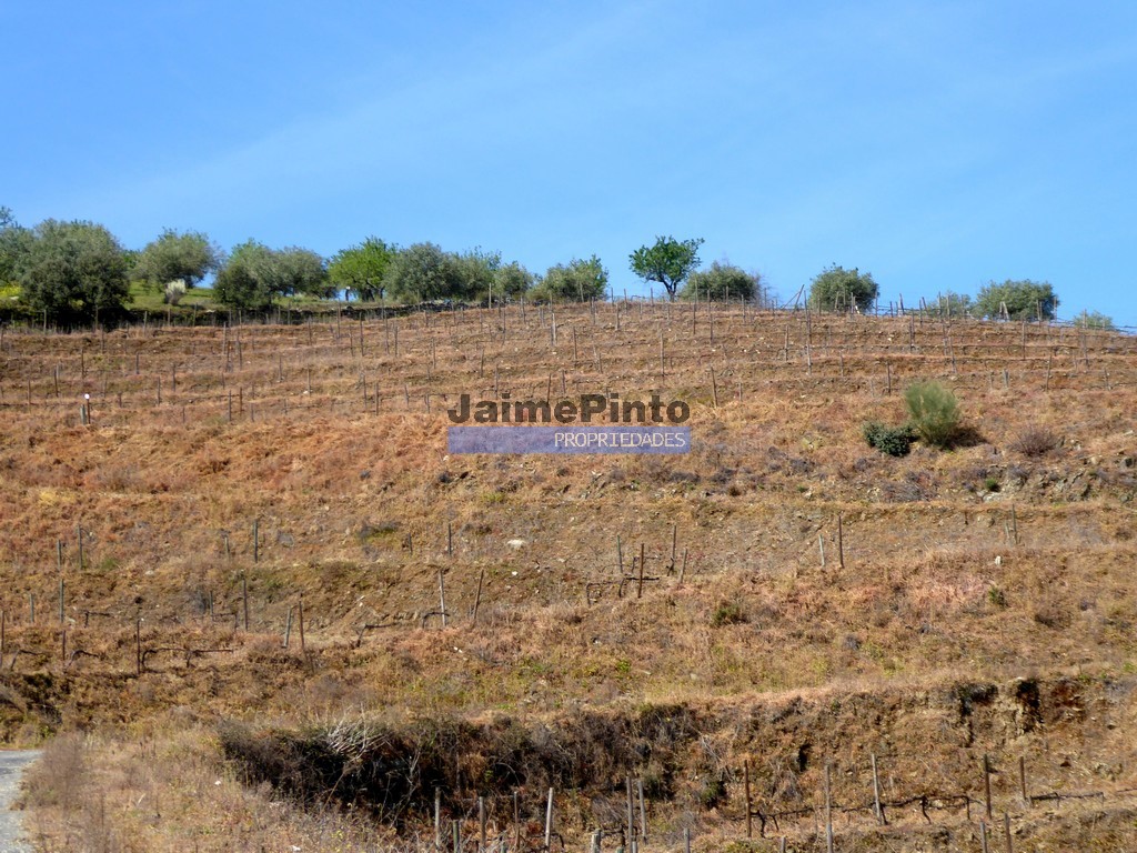 Terreno agricola