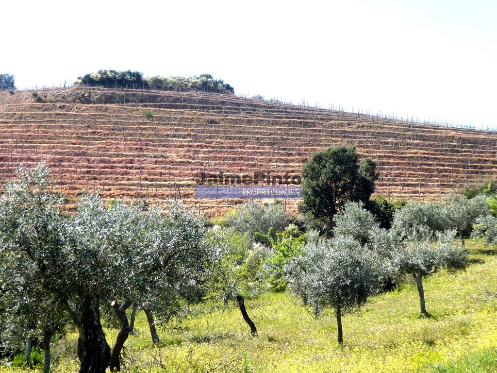 Terreno agricola