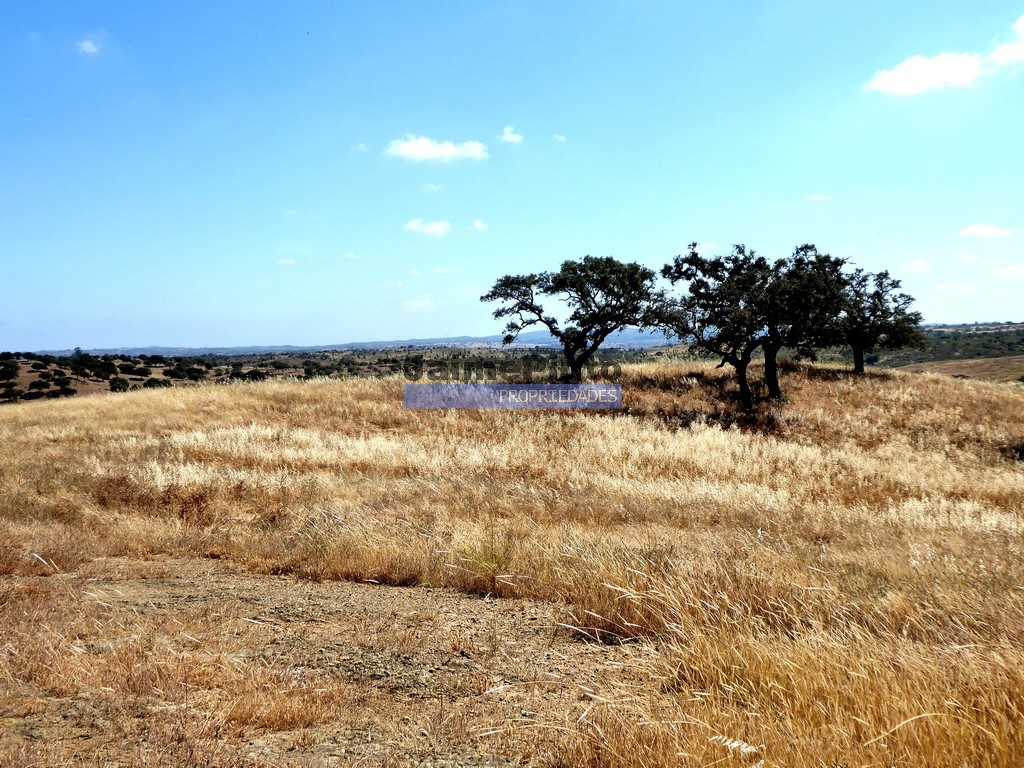 Terreno agricola