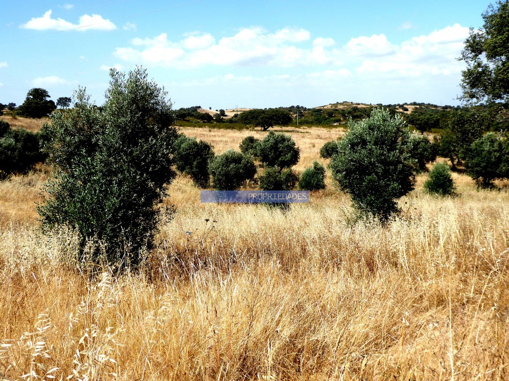 Terreno agricola