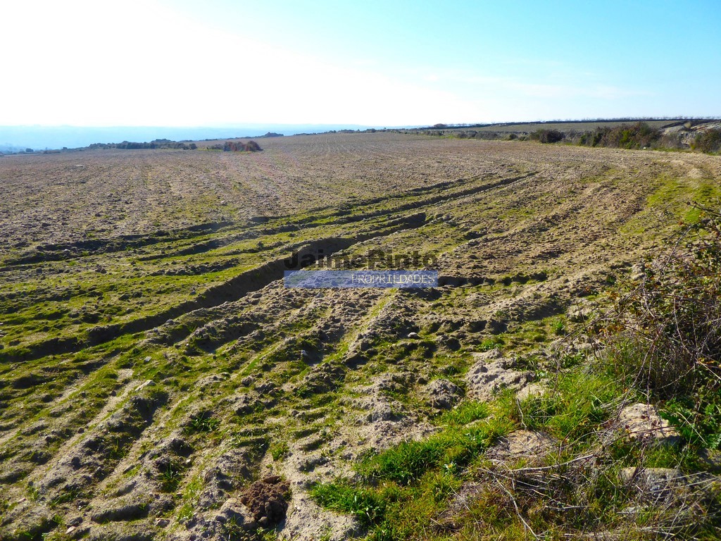 Terreno agricola