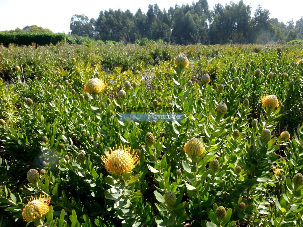 Terreno agricola