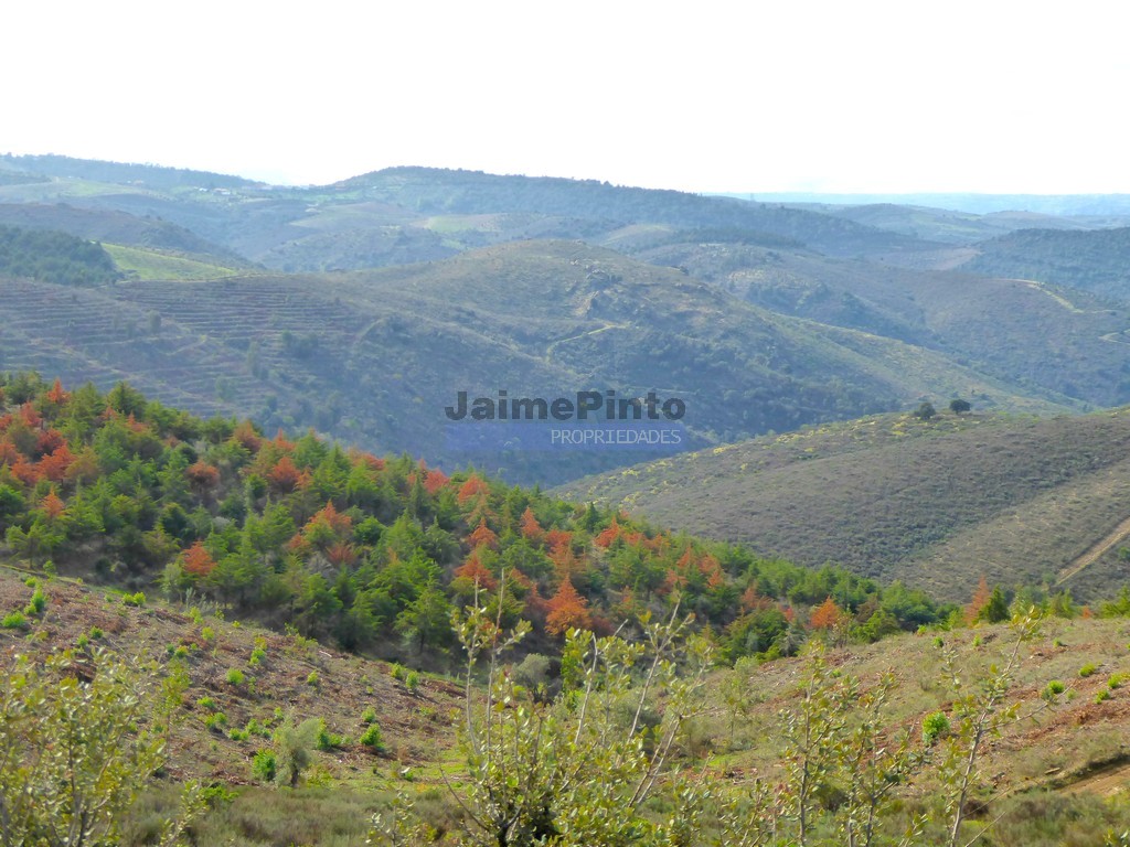 Terreno agricola