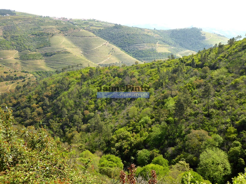 Terreno agricola