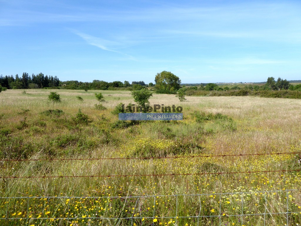 Terreno agricola