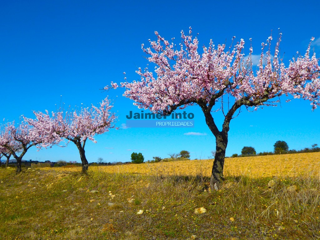 Terreno agricola