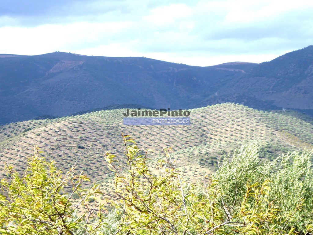 Terreno agricola