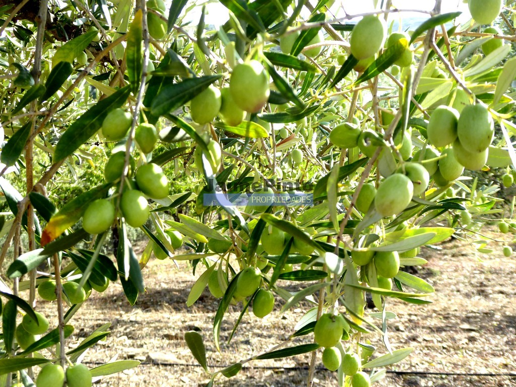 Terreno agricola