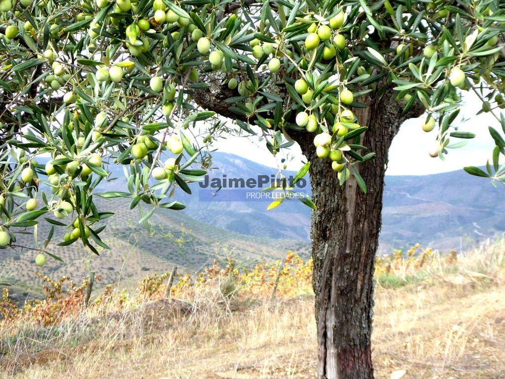 Terreno agricola