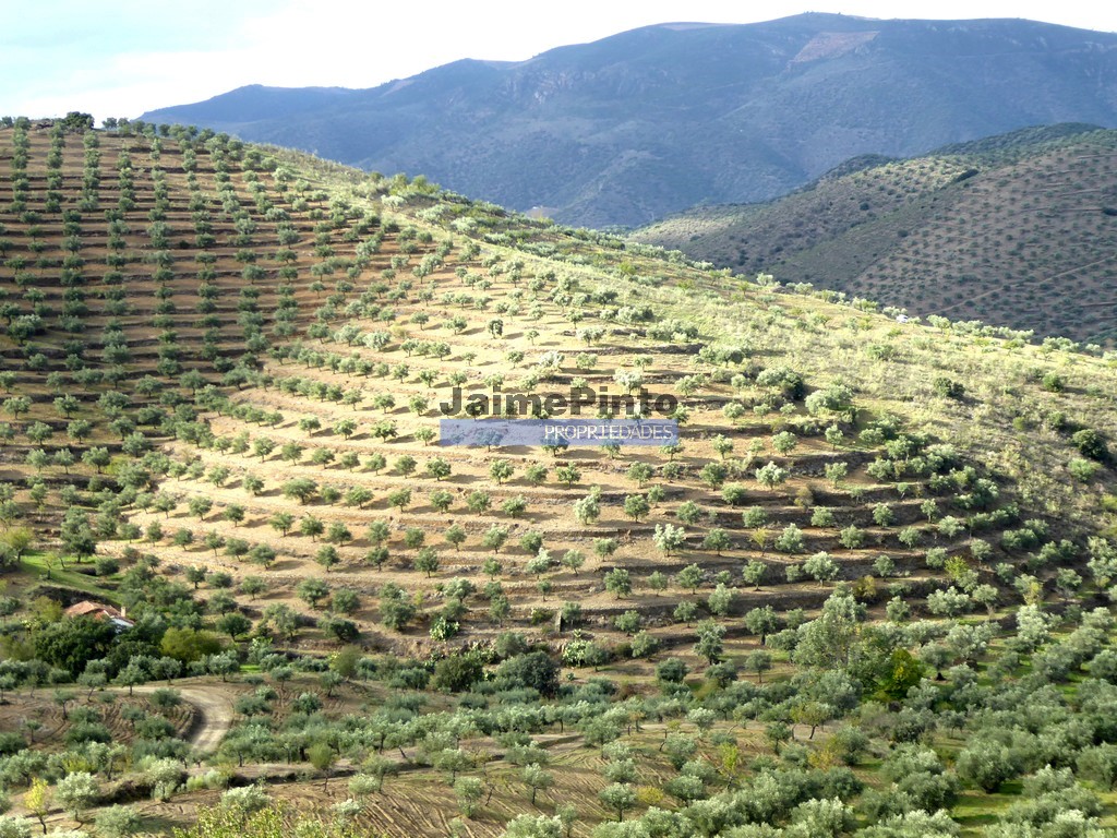 Terreno agricola