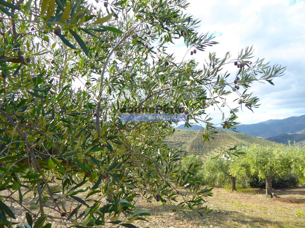 Terreno agricola