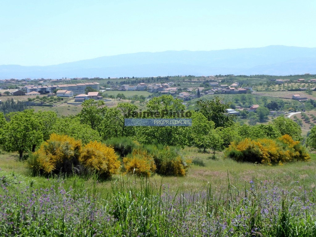 Terreno agricola