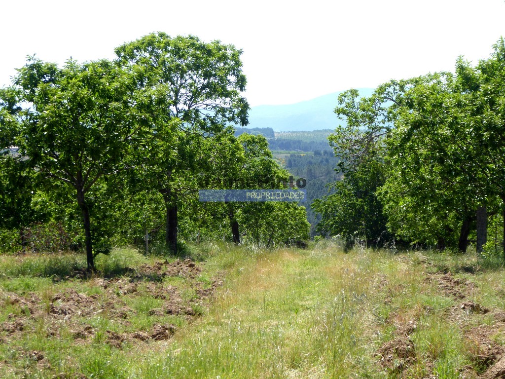 Terreno agricola