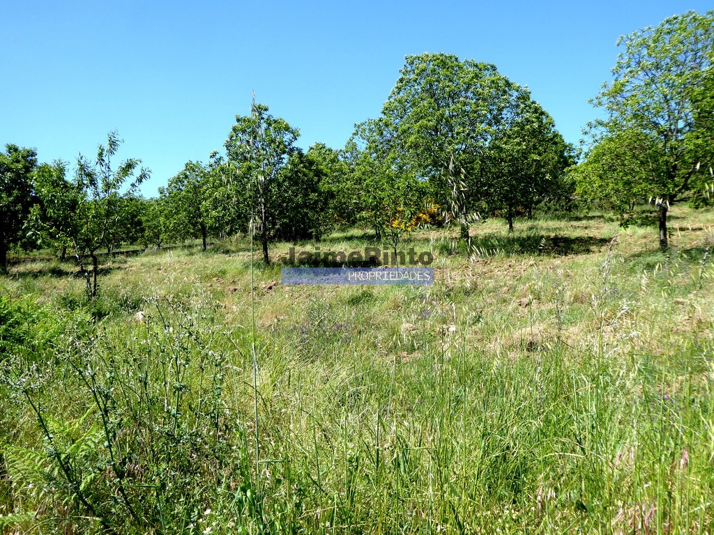 Terreno agricola