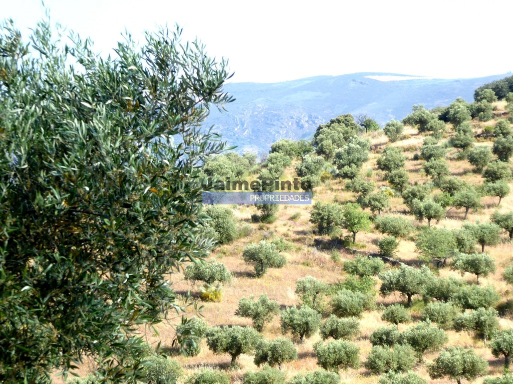 Terreno agricola