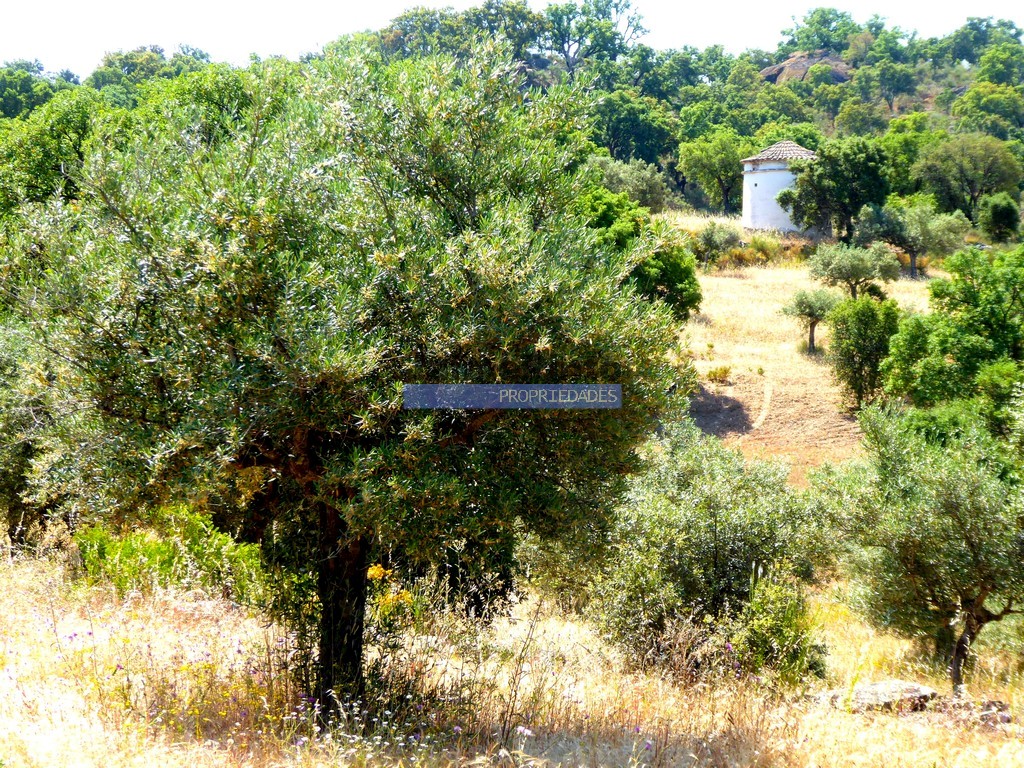 Terreno agricola