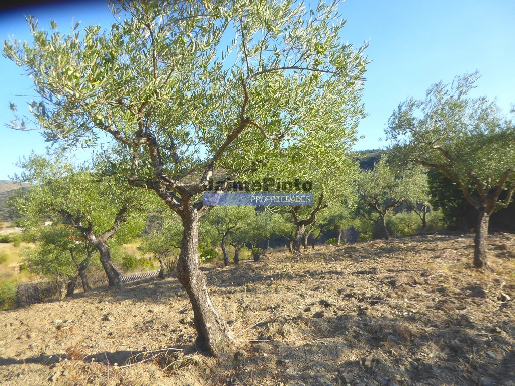 Terreno agricola