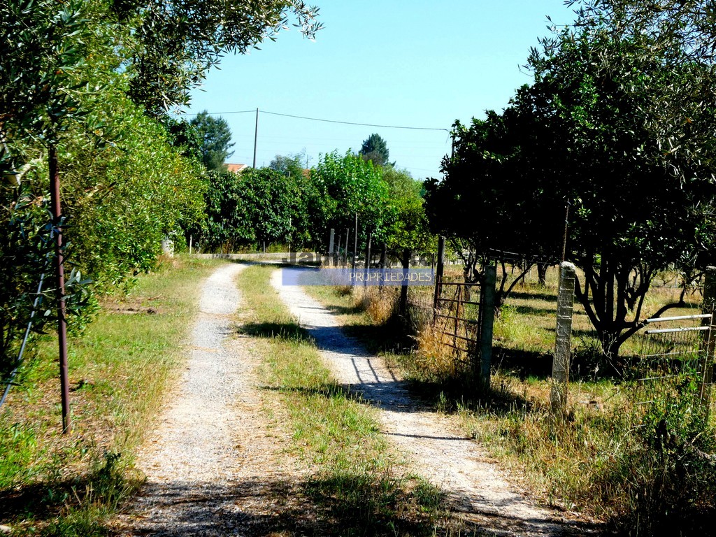 Quinta