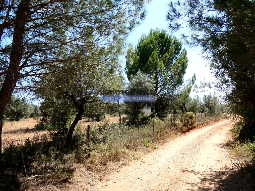 Terreno agricola