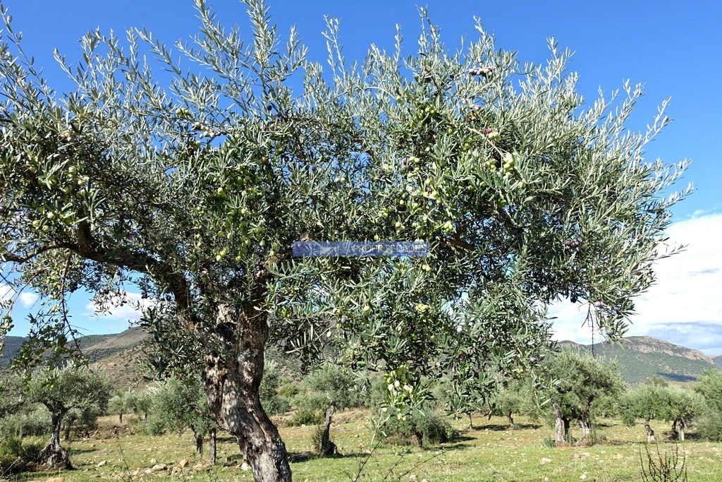 Quinta